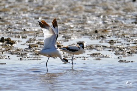 Pied Avocet