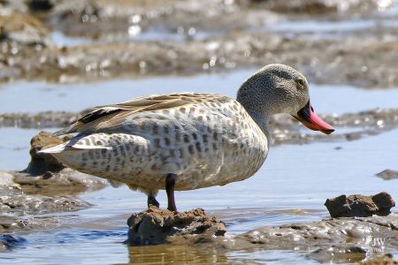 Cape Teal
