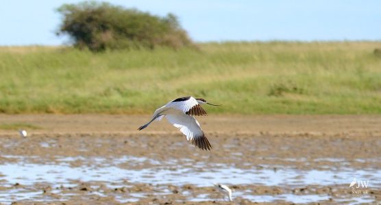 Pied Avocet