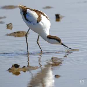 Pied Avocet