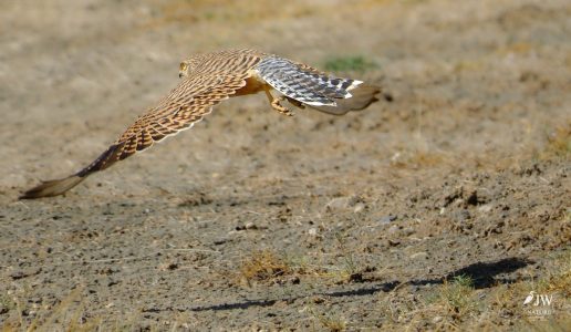 Greater Kestrel