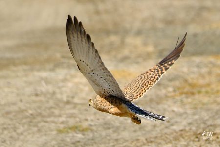 Greater Kestrel