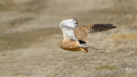 Greater Kestrel