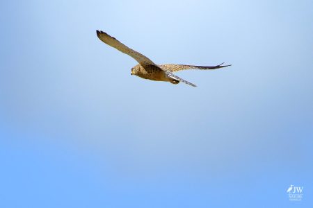 Greater Kestrel