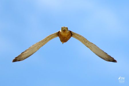 Greater Kestrel