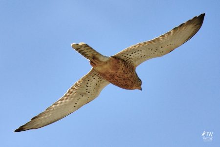 Greater Kestrel