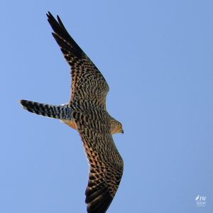 Greater Kestrel