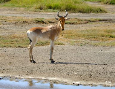 Hartebeest