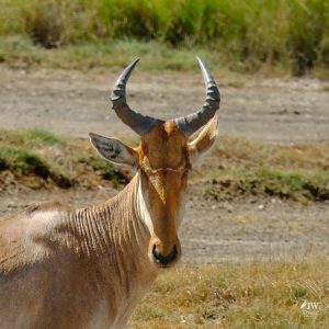 Hartebeest