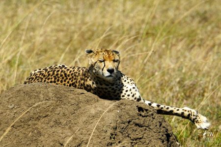 Cheetah
