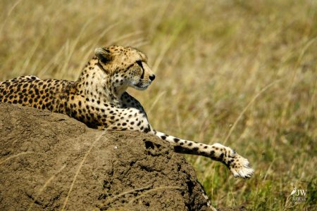 Cheetah