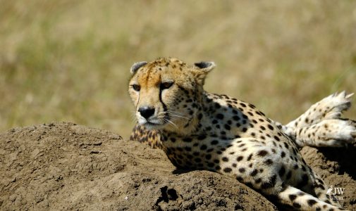 Cheetah