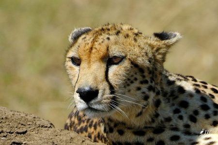 Cheetah