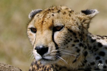 Cheetah