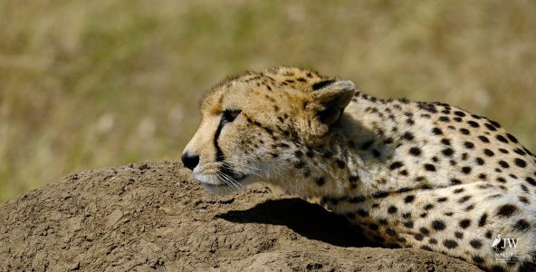 Cheetah