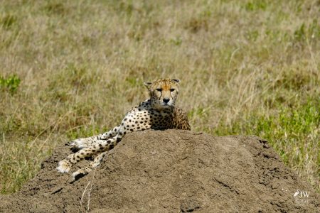 Cheetah