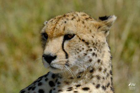Cheetah