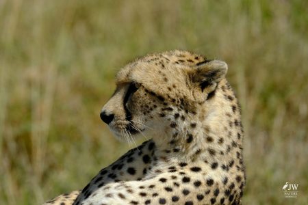 Cheetah