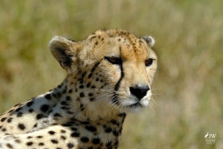 Cheetah