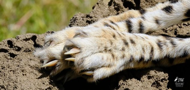 Cheetah
