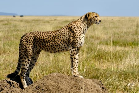 Cheetah