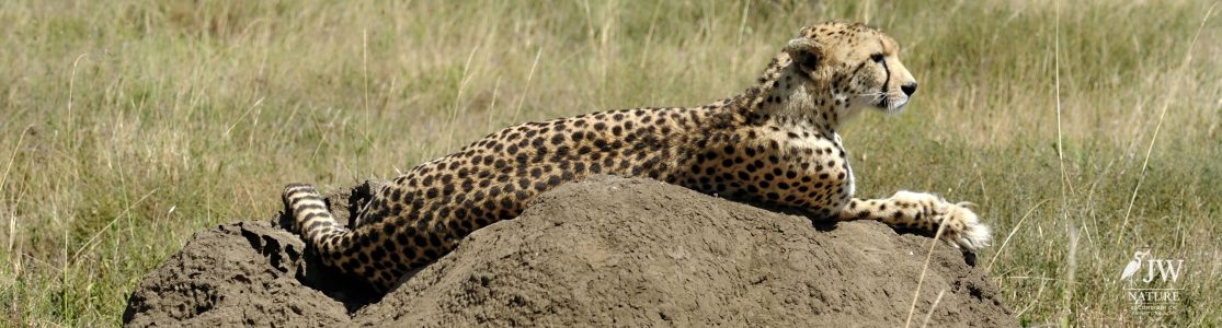 Cheetah