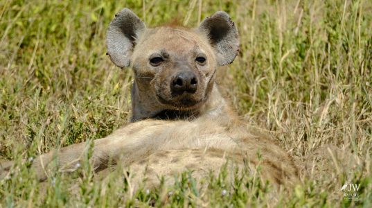 Hyena