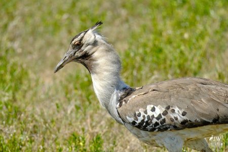 White-bellied Bustard