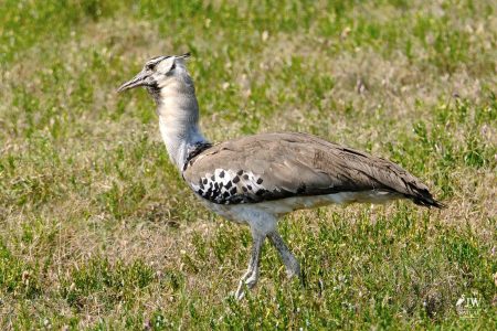 White-bellied Bustard