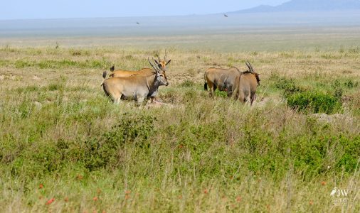 Eland