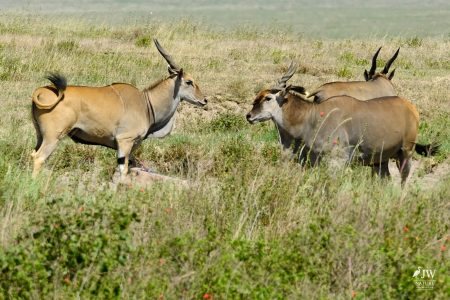Eland