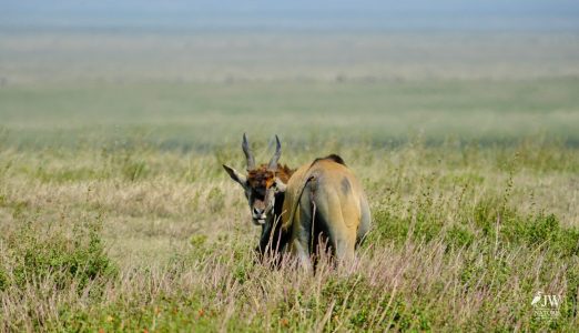 Eland
