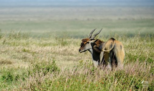 Eland