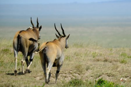 Eland