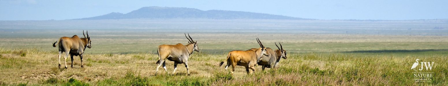 Eland