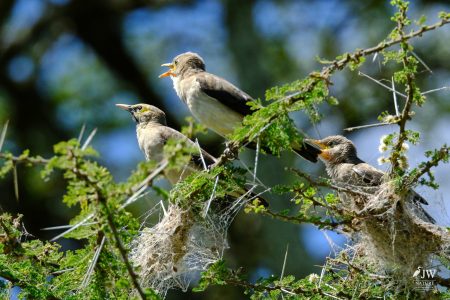 Honeyeater
