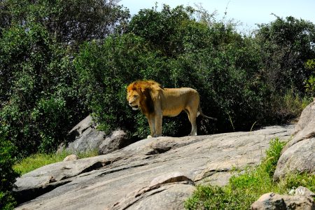 Lion