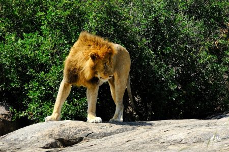 Lion