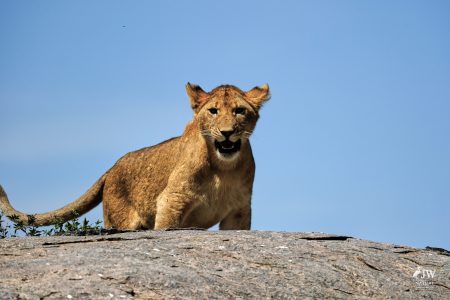 Lion