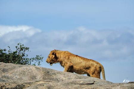 Lion