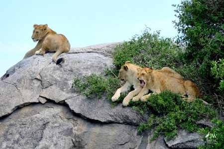 Lion