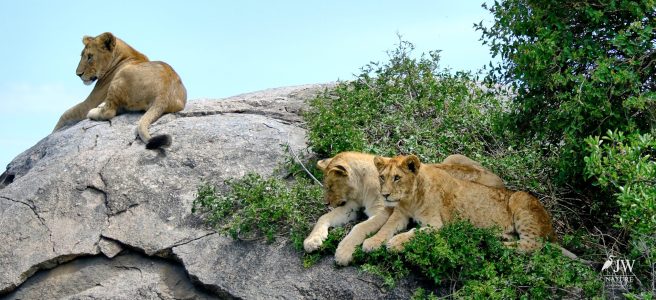 Lion