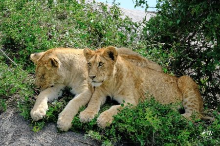 Lion