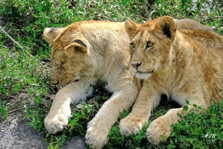Lion