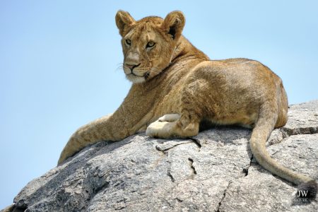Lion
