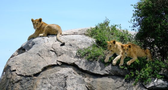 Lion