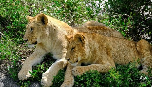 Lion