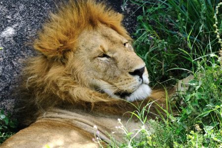 Lion