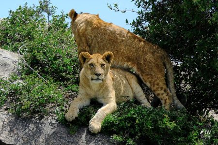 Lion