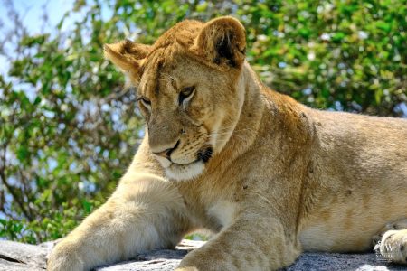 Lion